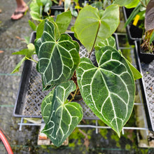 Load image into Gallery viewer, Anthurium Crystallinum, Exact Plant Multi top plant
