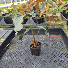Load image into Gallery viewer, alocasia venom Exact Plant Ships Nationwide
