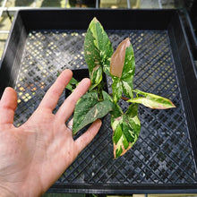 Load image into Gallery viewer, Syngonium Red Spot Tricolor, Exact Plant Variegated 2 top plant
