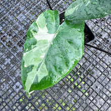 Load image into Gallery viewer, Alocasia Macrorhizza Black Stem, Exact Plant Variegated
