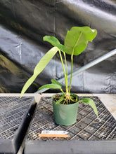 Load image into Gallery viewer, Anthurium Spectabile, Exact Plant Ships Nationwide
