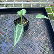 Load image into Gallery viewer, Homalomena Schismatoglottis Neoguineensis, Exact Plant
