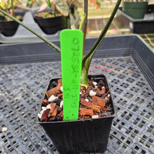 Load image into Gallery viewer, Alocasia Simpo Albo, Exact Plant, Ships Nationwide
