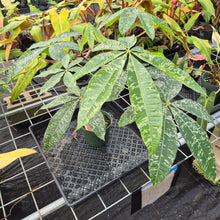 Load image into Gallery viewer, Pachira Aquatica Money Tree, Exact Plant Variegated Ships Nationwide
