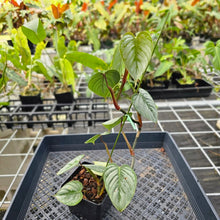 Load image into Gallery viewer, Philodendron Sodiroi True Form, Exact Plant Ships Nationwide
