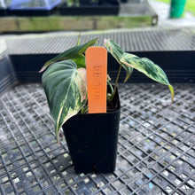 Load image into Gallery viewer, Philodendron Hederaceum Micans Aurea, Exact Plant Variegated Ships Nationwide
