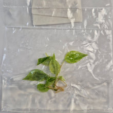 Load image into Gallery viewer, Philodendron Micans Mint Pink Variegated tissue culture 2DayAir
