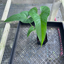 Load image into Gallery viewer, Anthurium Cupulispathum X Pedatum , Exact Plant Ships Nationwide
