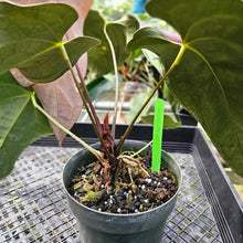 Load image into Gallery viewer, Anthurium Ace Of Spades X Papillilaminum, Exact Plant
