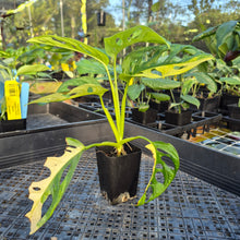 Load image into Gallery viewer, Monstera Adansonii Aurea, Exact Plant Variegated Ships Nationwide

