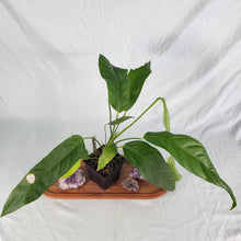 Load image into Gallery viewer, Anthurium Spectabile Wide Form, Exact Plant
