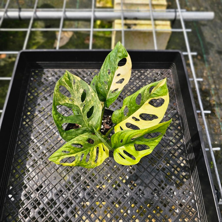 Monstera Adansonii Aurea, Exact Plant Variegated