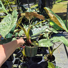 Load image into Gallery viewer, Alocasia Wentii Pink Splash Variegated 6" pot, Fedex 2day
