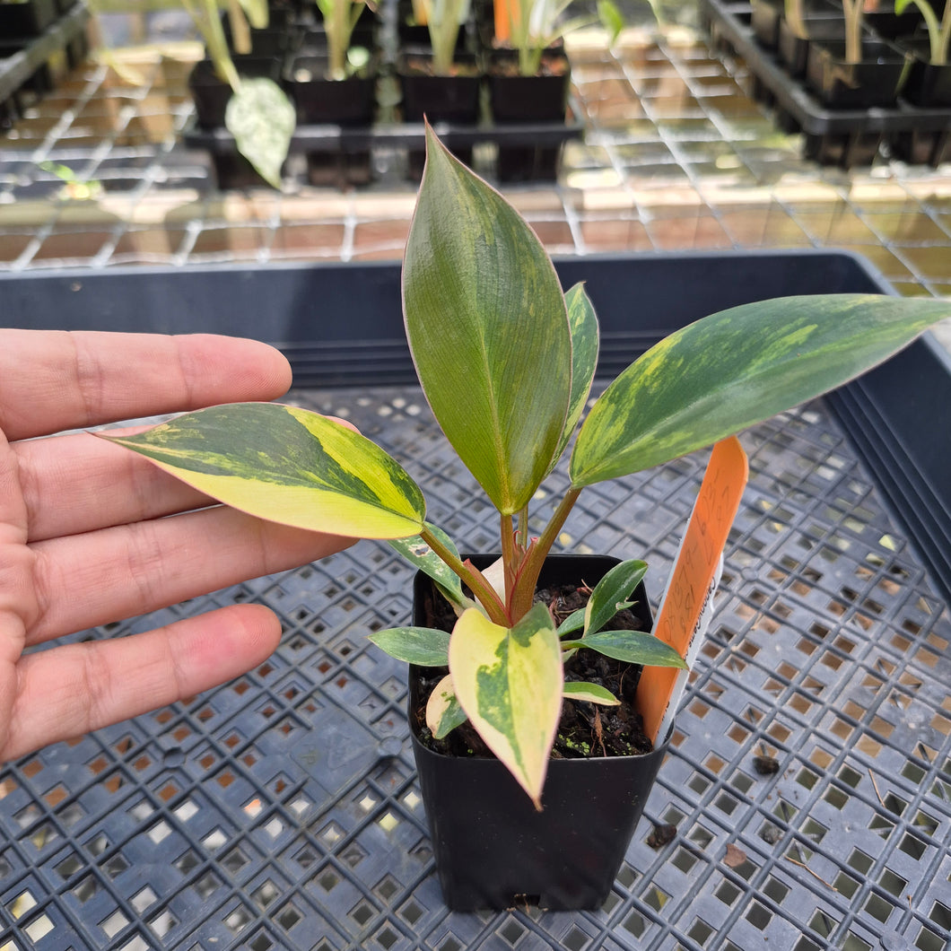 Philodendron Red Congo, Exact Plant Variegated Ships Nationwide