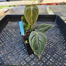 Load image into Gallery viewer, Philodendron Melanochrysum, Exact Plant Ships Nationwide
