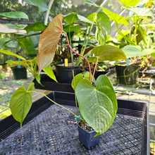 Load image into Gallery viewer, Anthurium Red Beauty, Exact Plant
