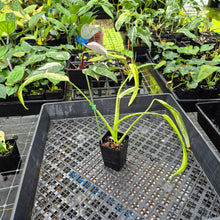 Load image into Gallery viewer, Philodendron Holtonianum Variegated, Exact Plant Ships Nationwide
