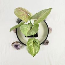 Load image into Gallery viewer, Syngonium Green Splash, Exact Plant Variegated Ships Nationwide
