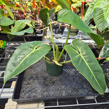 Load image into Gallery viewer, Philodendron Cordatum Kunth, Exact Plant Ships Nationwide
