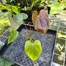 Load image into Gallery viewer, Anthurium Red Beauty, Exact Plant
