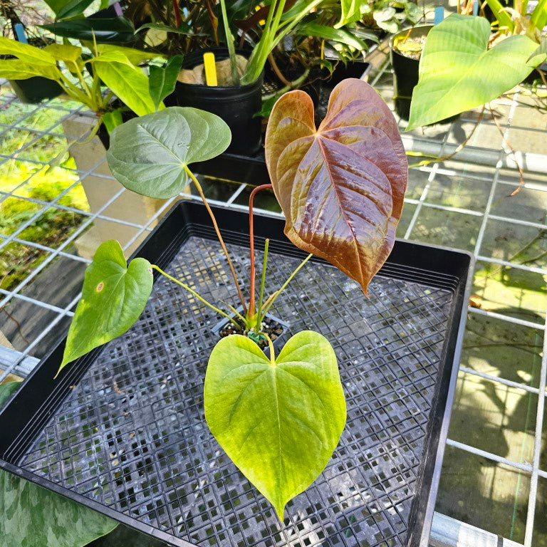 Anthurium Red Beauty, Exact Plant