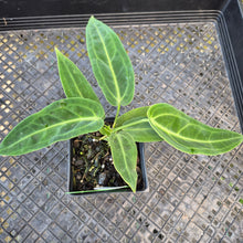 Load image into Gallery viewer, Anthurium Warocqueanum, Queen, Exact Plant Ships Nationwide
