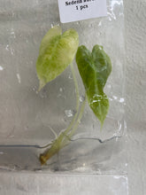 Load image into Gallery viewer, Alocasia Sedenii Aurea variegated tissue culture 2DayAir
