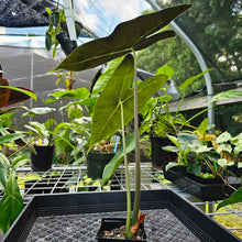 Load image into Gallery viewer, Alocasia Longiloba Lowii, Exact Plant medium
