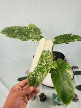 Load image into Gallery viewer, Jose Buono, Exact Plant, variegated Philodendron
