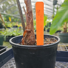 Load image into Gallery viewer, Alocasia Longiloba, Denudata, Exact Plant
