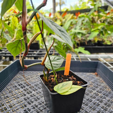 Load image into Gallery viewer, Philodendron Sodiroi True Form, Exact Plant Ships Nationwide
