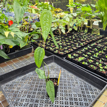 Load image into Gallery viewer, Anthurium Sp. Limon, Exact Plant Ships Nationwide
