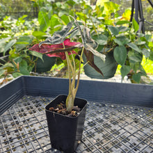 Load image into Gallery viewer, Alocasia nobilis pink Variegated Ships Nationwide

