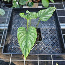 Load image into Gallery viewer, Philodendron Mamei, Exact Plant Ships Nationwide
