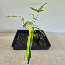 Load image into Gallery viewer, Philodendron Holtonianum Variegated exact plant, Fedex 2day*
