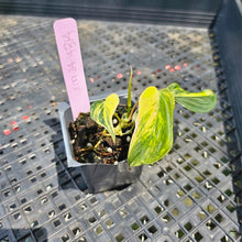 Load image into Gallery viewer, Philodendron Hederaceum Micans Aurea, Exact Plant Variegated Ships Nationwide
