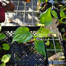 Load image into Gallery viewer, Alocasia Cucullata, Exact Plant Variegated

