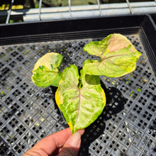 Load image into Gallery viewer, Syngonium Mango Allusion, Orm Thong Variegated exact plant, Fedex 2day*
