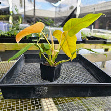 Load image into Gallery viewer, Philodendron Goldiana, Exact Plant Ships Nationwide
