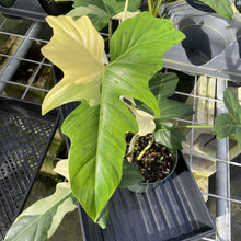 Load image into Gallery viewer, Philodendron Golden Dragon Variegated exact plant, Fedex 2day*
