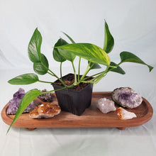 Load image into Gallery viewer, Epipremnum Aureum Jessenia Pothos Variegated 4&quot; pot, ships nationwide
