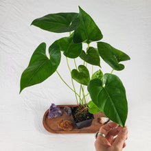 Load image into Gallery viewer, Anthurium Decipiens, Exact Plant double plant
