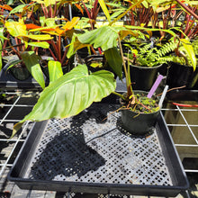 Load image into Gallery viewer, Philodendron Corsinianum, Exact Plant Ships Nationwide
