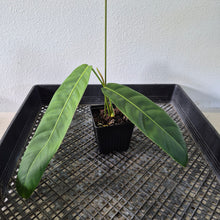 Load image into Gallery viewer, Philodendron Patriciae exact plant, Fedex 2day*
