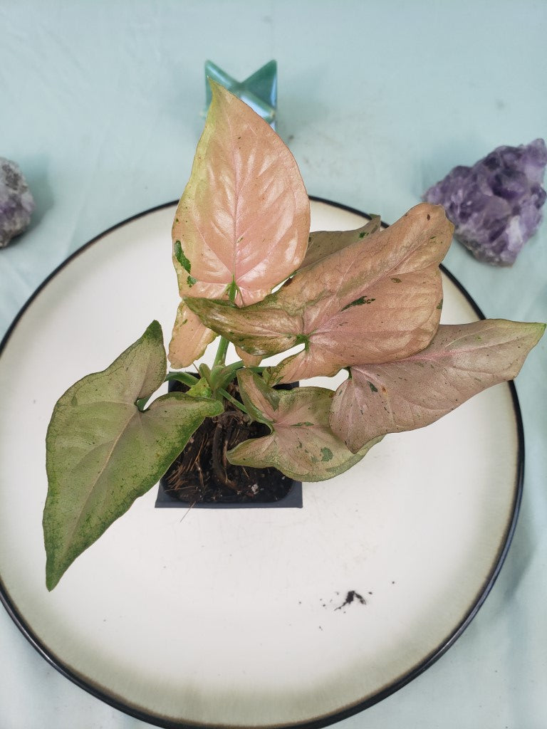Red Spot Tricolor, exact plant, variegated Syngonium, ships nationwide
