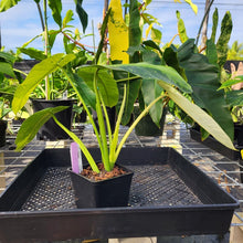 Load image into Gallery viewer, Philodendron Jose Buono, Exact Plant Variegated Ships Nationwide

