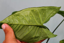 Load image into Gallery viewer, Variegated Syngonium Panda Exact Plant Ships nationwide
