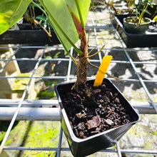 Load image into Gallery viewer, Anthurium Angamarcanum , Exact Plant
