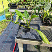 Load image into Gallery viewer, Philodendron Giant Orlando, Exact Plant Ships Nationwide
