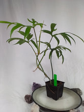 Load image into Gallery viewer, Philodendron Quercifolium, Exact Plant Ships Nationwide
